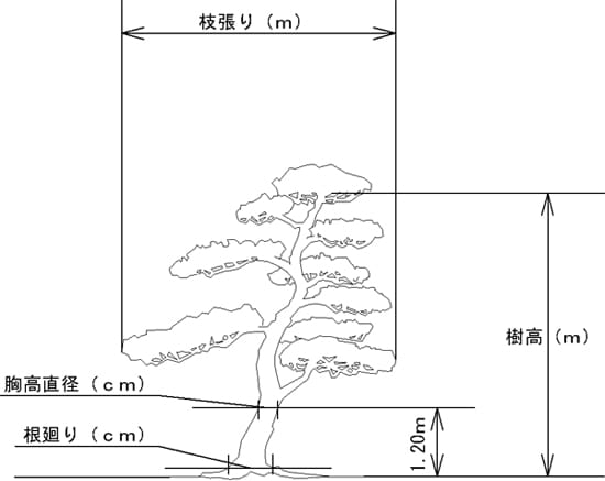 樹木寸法の測定方法